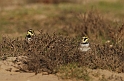 Shore lark pair - D